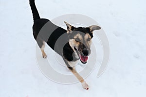 Funny mutt in shelter. Black and tan cute Alaskan husky puppy. Dog with funny ears in different directions is standing in snow and