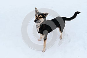 Funny mutt in shelter. Black and tan cute Alaskan husky puppy. Dog with funny ears in different directions is standing in snow and