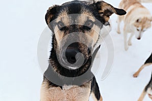 Funny mutt in shelter. Black and tan cute Alaskan husky puppy with intelligent brown eyes, close-up portrait. Dog with funny