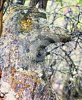 Funny mystery fairy forest troll lichens covered