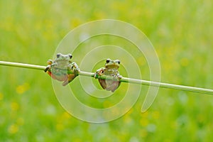 Funny nature. Two European tree frog, Hyla arborea, sitting on grass straw with clear green background. Nice green amphibian in na photo