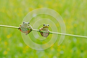 Funny nature. Two European tree frog, Hyla arborea, sitting on grass straw with clear green background. Nice green amphibian in na