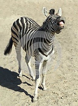 Funny neighing zebra in zoo