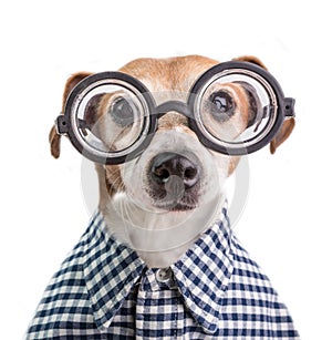 Funny nerd dog portrait in round glasses and checkered shirt. White background