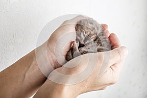 Funny newborn tabby kitten Scottish Fold lies in female hands and sweetly asleep, curled up