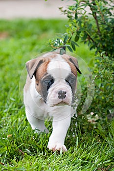 Funny nice red American Bulldog puppy on nature