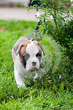 Funny nice red American Bulldog puppy on nature