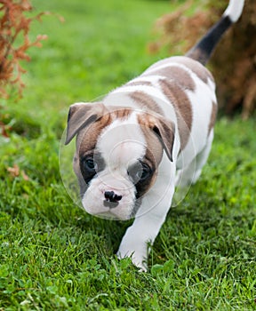 Funny nice red American Bulldog puppy on nature