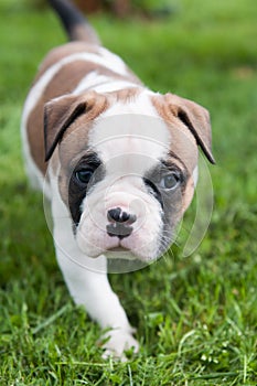 Funny nice red American Bulldog puppy on nature