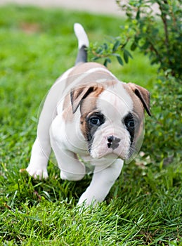 Funny nice red American Bulldog puppy on nature