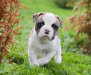 Funny nice red American Bulldog puppy is walking on the grass