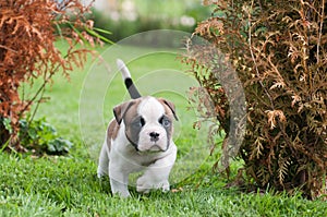 Funny nice red American Bulldog puppy is walking on the grass