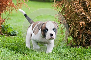 Funny nice red American Bulldog puppy is walking on the grass