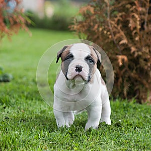 Funny nice red American Bulldog puppy is walking on the grass