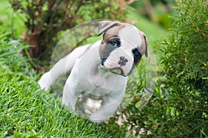 Funny nice red American Bulldog puppy is walking on the grass