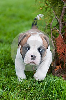 Funny nice red American Bulldog puppy is walking on the grass