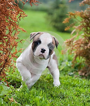 Funny nice red American Bulldog puppy is walking on the grass