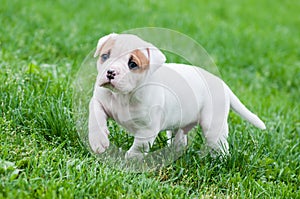 Funny nice red American Bulldog puppy is walking on the grass