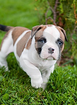 Funny nice red American Bulldog puppy is walking on the grass