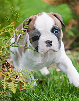 Funny nice red American Bulldog puppy is walking on the grass