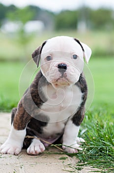 Funny nice red tiger coat American Bulldog puppy is walking on nature