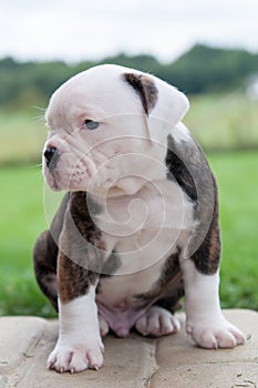 Funny nice red tiger coat American Bulldog puppy is walking on nature