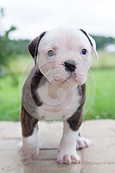 Funny nice red tiger coat American Bulldog puppy is walking on nature