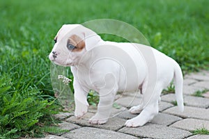 Funny nice red white coat American Bulldog puppy is walking on nature