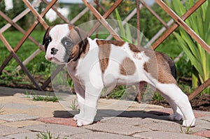 Funny nice red white coat American Bulldog puppy is walking on nature