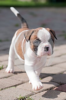 Funny nice red white coat American Bulldog puppy is walking on nature