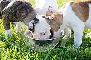 Funny nice white American Bulldog puppies are eating