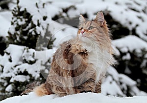 A funny norwegian forest cat sits in deep snow