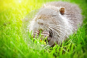 Funny nutria eating a dandelion