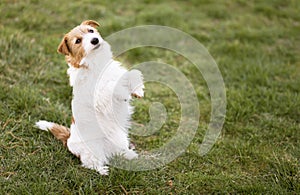 Funny obedient pet dog puppy sitting in the grass