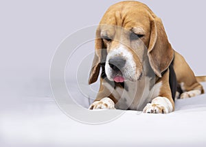 funny offended beagle dog with his tongue hanging out lies on a sheet