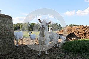 Funny old domestic white male goat looking at camera at free range organic farm