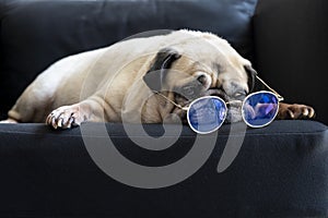 Funny old pug dog with glasses sleeping rest on modern black sofa in the living room. Tired and bored face in the lazy time.