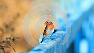 Funny orange bird Robin sitting on a blue wooden fence on a Sun