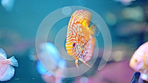 Funny orange fish swimming in the aquarium water