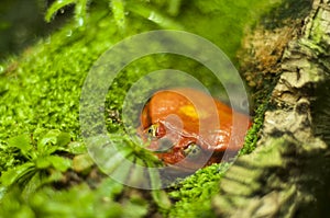 Funny orange toad on a mossy floor. Popeyed frog lurking among the greenery. photo