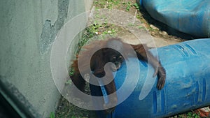 Funny orangutan playing with a barrel at the zoo