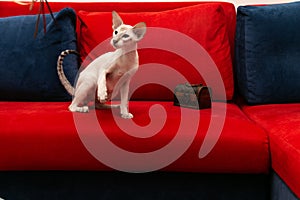 A funny oriental cat with a raised paw sits on a red sofa near the chest.