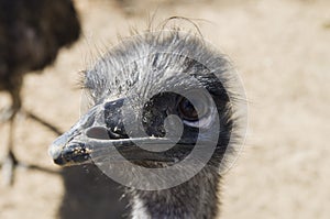 Funny ostrich