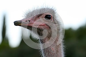 Funny ostrich