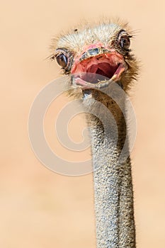 Funny Ostrich Bird Portrait