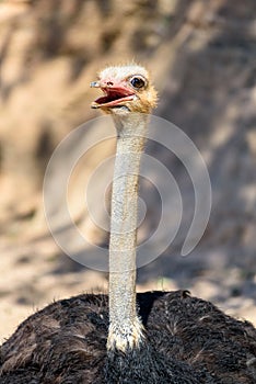 Funny Ostrich Bird Portrait