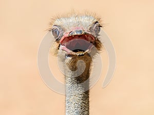 Funny Ostrich Bird Portrait