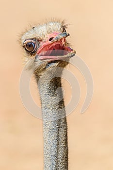 Funny Ostrich Bird Portrait