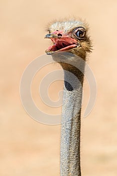 Funny Ostrich Bird Portrait