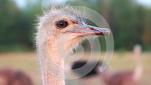 Funny ostrich on blurred background.